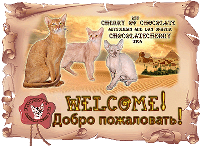 абиссинские кошки и донские сфинксы