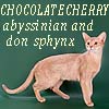  абиссинские кошки и донские сфинксы