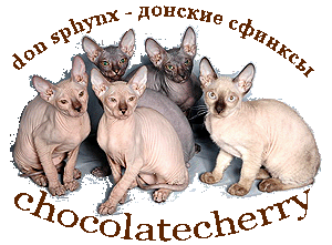 абиссинские кошки и донские сфинксы