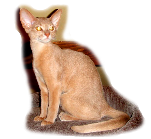 кот