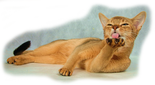 кошки