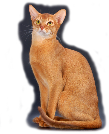 кошки